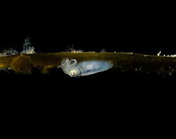 The smallest squid in the world: The southern pygmy squid... by Cal Mero 
